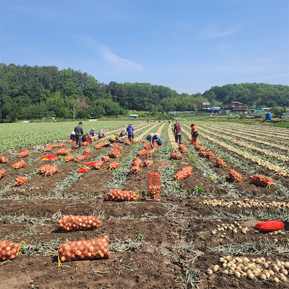 [보름데이] 국내산 만생종  양파(푸)