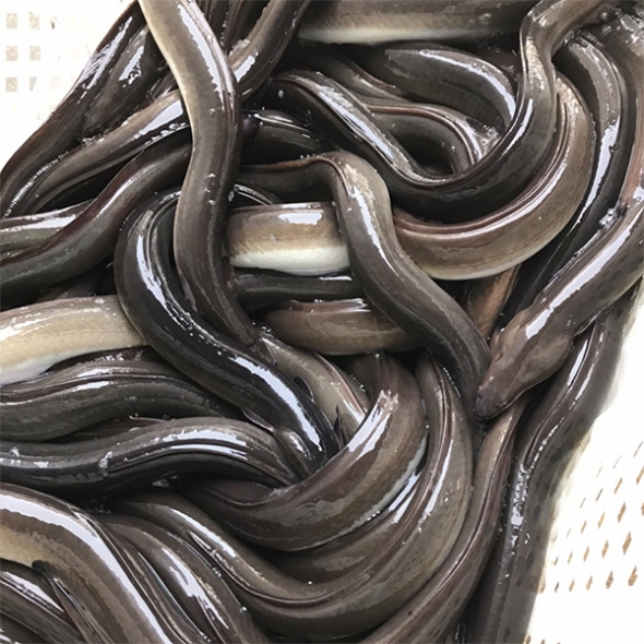 [보름데이]고창  자포니카 명품 풍천 민물장어(푸)