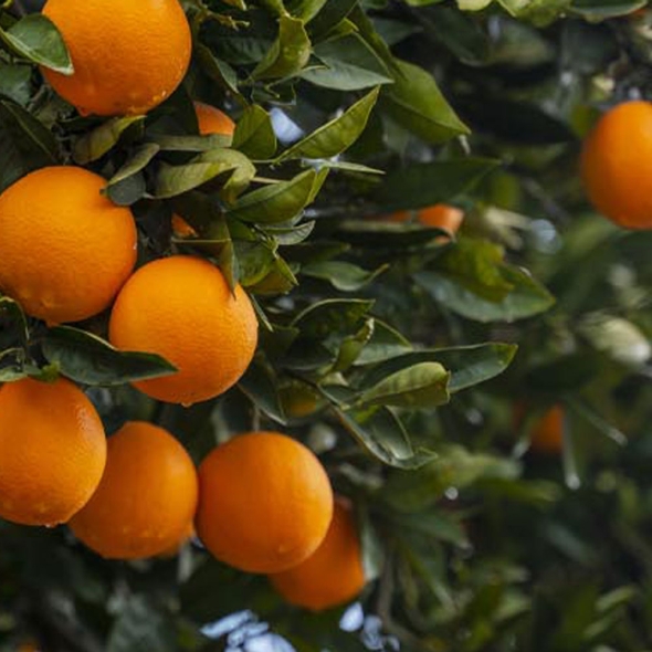 [신한카드 할인][흙이음] 제주 홍매향 소과 4.5kg