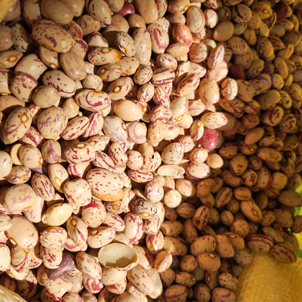 [오커최고] 어흥 호랑이콩 건조 호랑이콩 500g 1kg