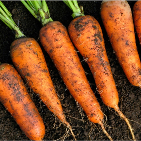 [만원의 행복] 아삭아삭  소리까지  맛있는  국내산  흙  당근 ( 2kg/3kg/4kg/5kg)