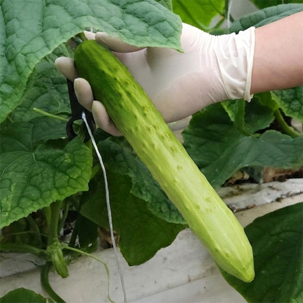 백다다기 오이(푸)