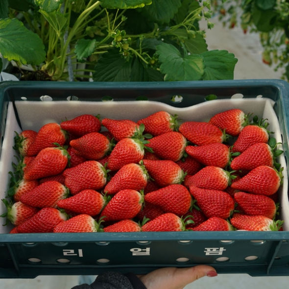 [산지직송] GAP_담양 설향딸기/홍희딸기 [350g/500g]