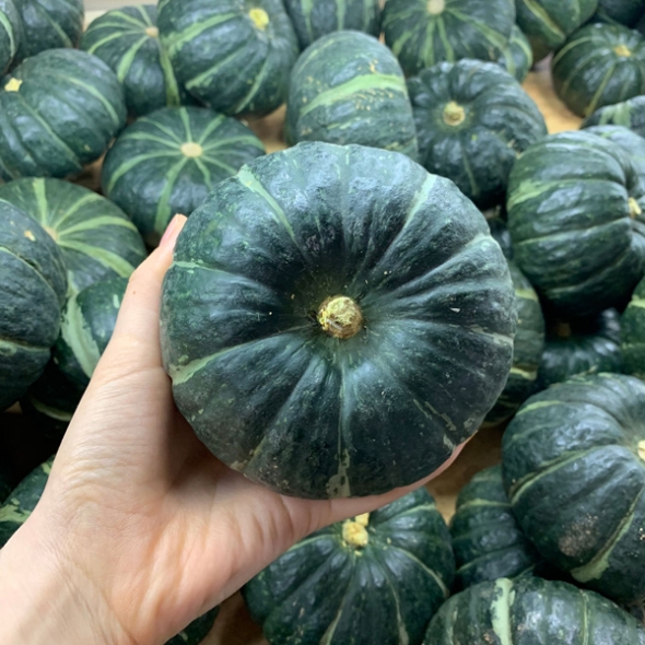 [산지직송] 제주 미니 밤호박 보우짱 [1kg-9kg]