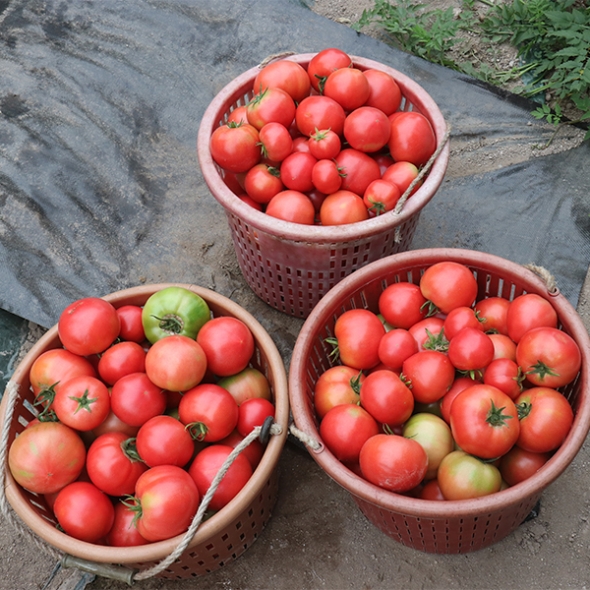 프리미엄 완숙토마토(푸)