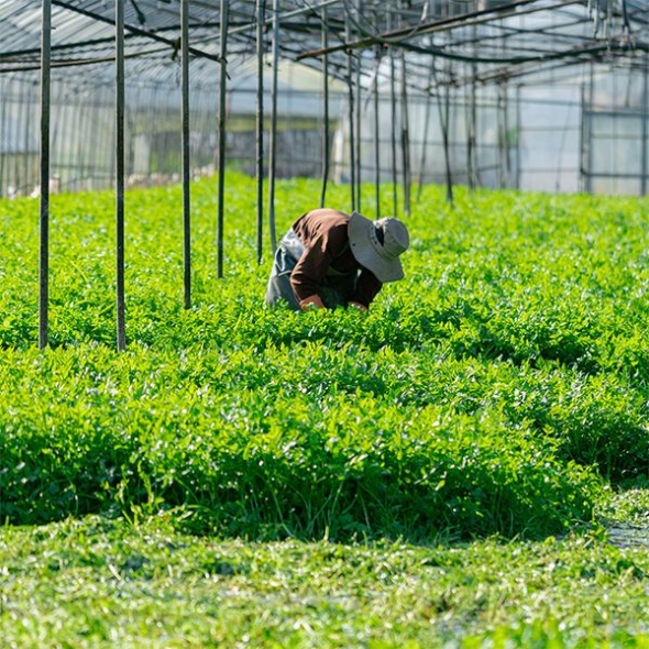 [보름데이] 동곡  돌미나리(푸)