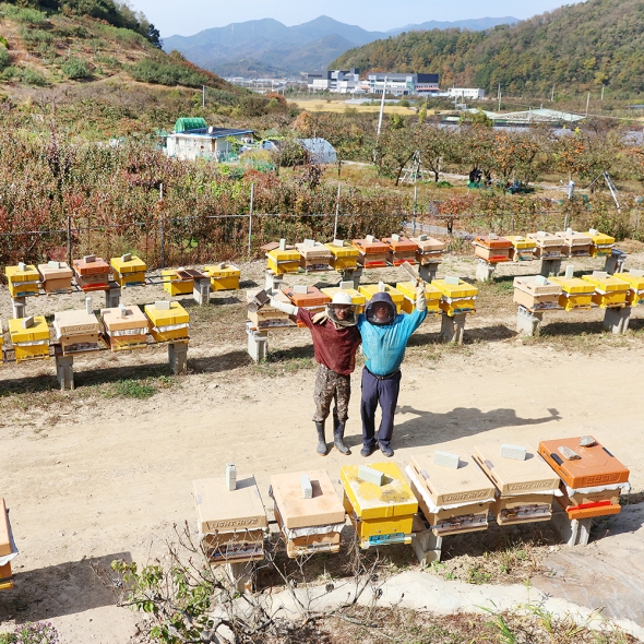 [국내산] 청년  농부가  만든  천연벌꿀  100% (야생회)  1kg /2.4kg