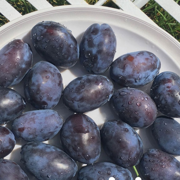 상큼하고 달달한~ 푸룬자두 500g,1kg,1,5kg,2kg [고]