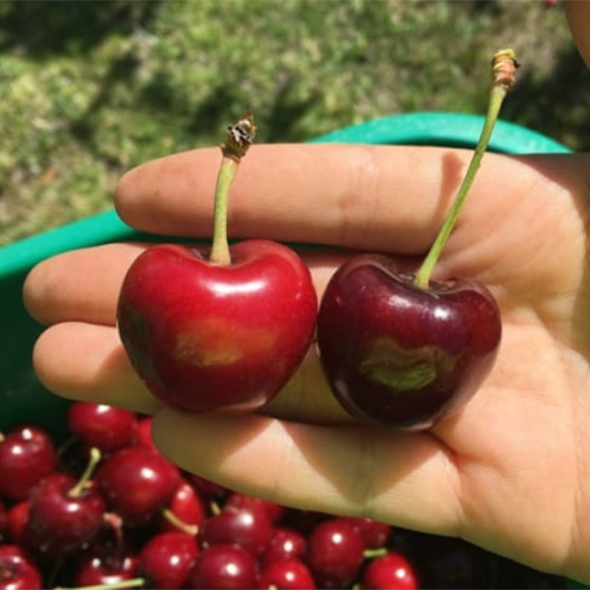 [신한카드 할인] 프리미엄 생체리(푸)