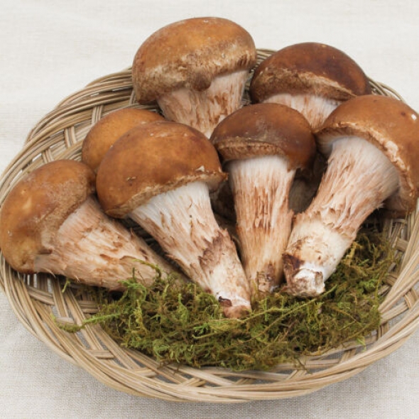 참송이 버섯 (깐깐한 선별 등급별 참송이)