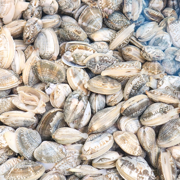 자연산 남해  활  바지락(푸)