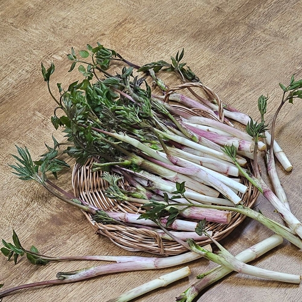 [특별할인][흙이음] 강원도 제출 봄 땅두릅