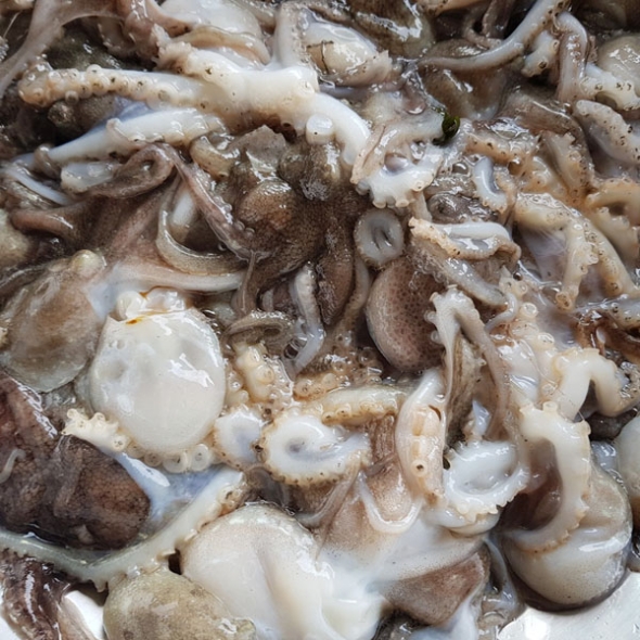 [당일조업] 자연산 활 쭈꾸미 1kg(6~14미)