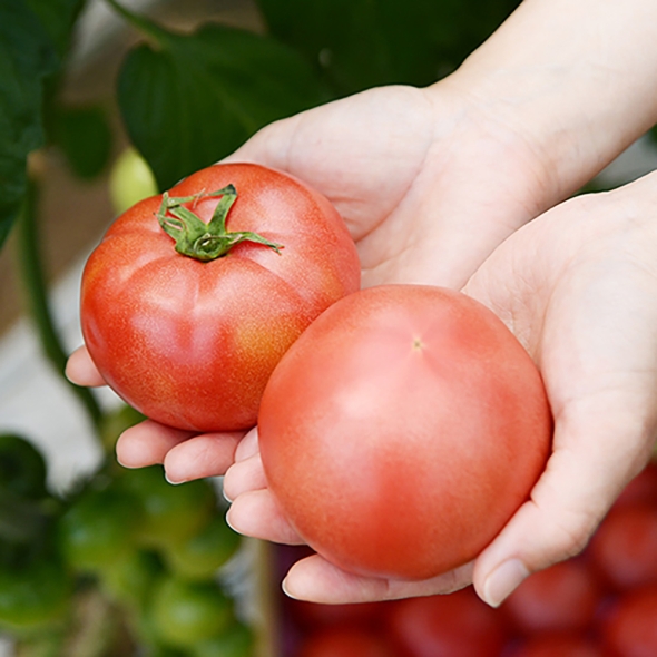 [신한카드 할인] [흙이음] 햇살 가득 완숙 찰토마토