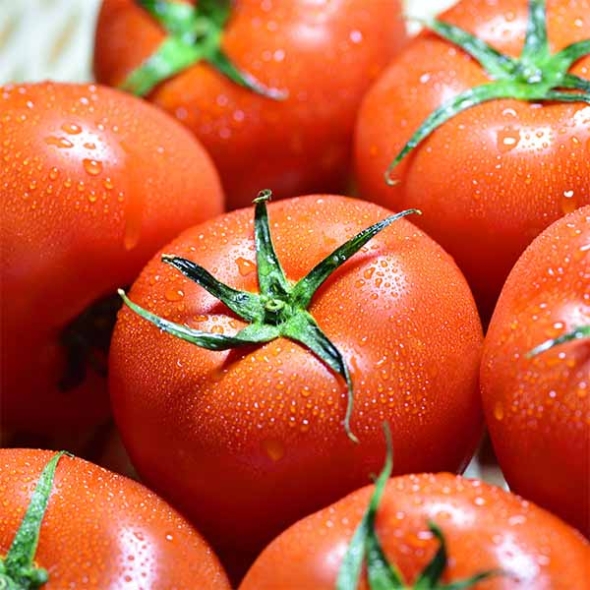 (최켓)완숙토마토 쥬스용 2kg/3kg/4kg