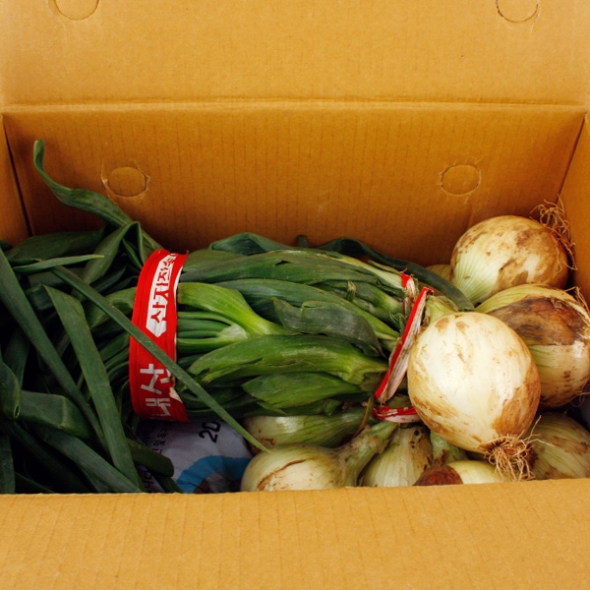 [농협] 26년수확 만생종 햇 잎양파 1단 (4kg내외/줄기포함중량)