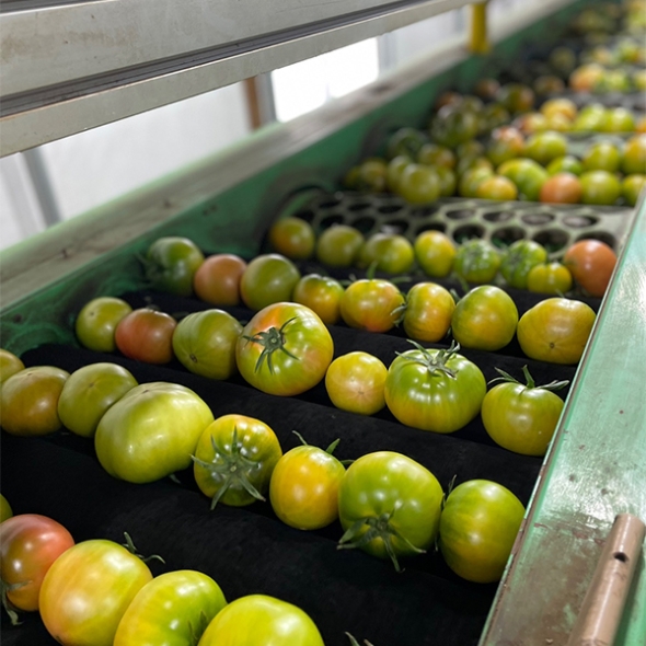 [보름데이] 미네랄 함유량이 많은 대저 토마토