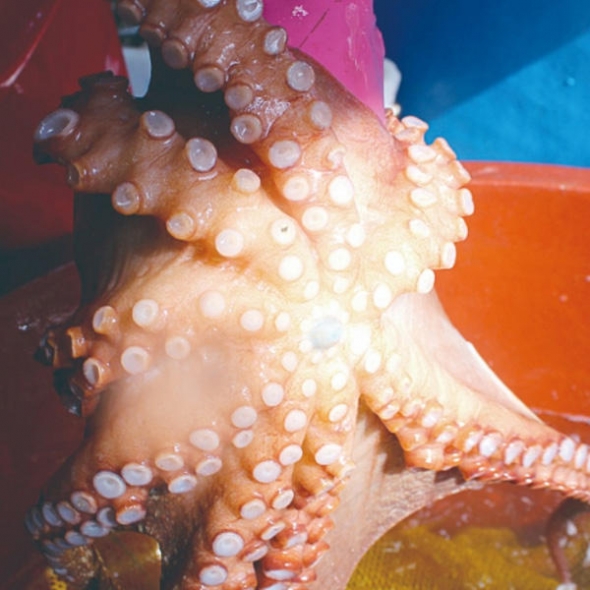 [水] 산지직송 통영 자연산 돌문어 700g 1kg 제수용