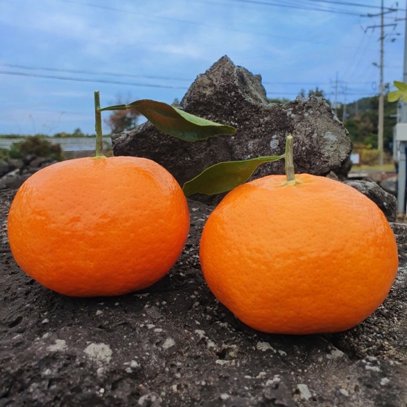 [★특별할인]새콤달콤 감귤 제주 고당도 꿀 레드향 2kg 3kg 5kg