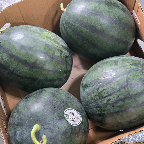 고당도 국내산 흑수박