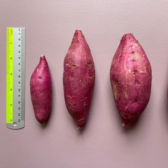 꿀 뚝뚝  해남 꿀고구마