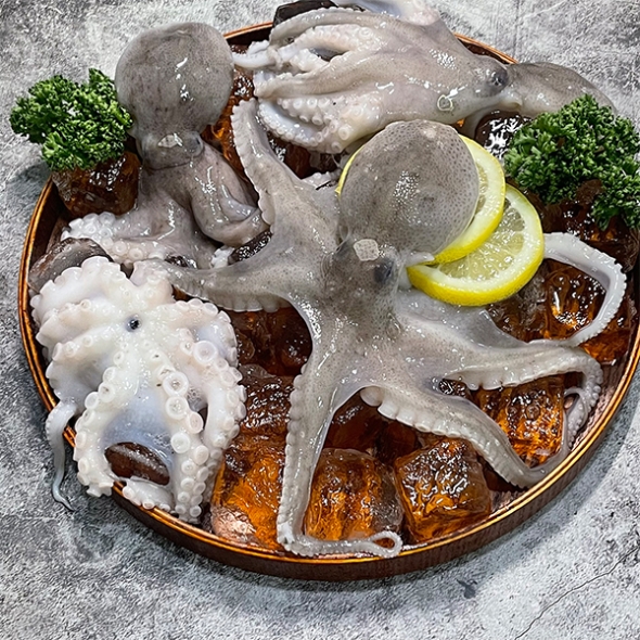 [오커최고] 봄철 쭈꾸미 1kg 2kg 3kg 신선한 얼음 포장 쭈꾸미