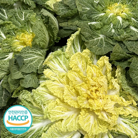 [보름데이] 전라도의 맛 봄동 겉절이(푸)