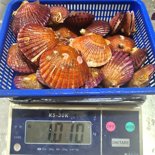 통영  홍가리비 (푸)
