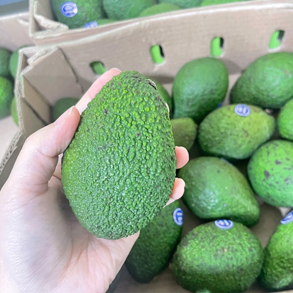 [오커캄스] 천연 버터 아보카도 수입 아보카도