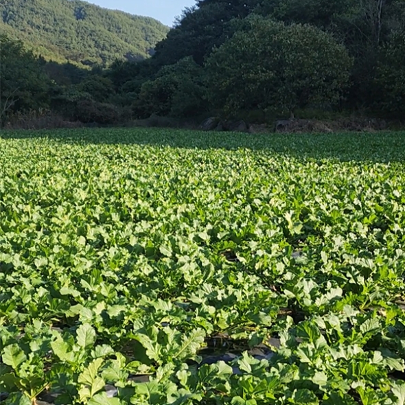 [김장최고] 수박무 아삭 은은 과일 무 무우 무시