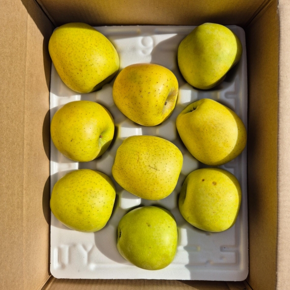 (정품) 시나노골드 사과