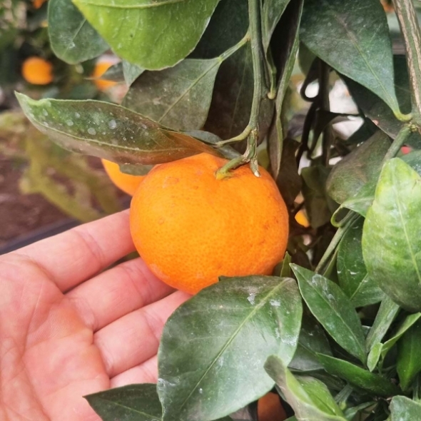 [오커브팜] 제주 비가림 감귤 일반포장