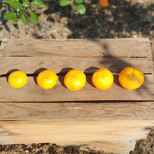 [만원의 행복] 청정 제주 노지 감귤(푸)