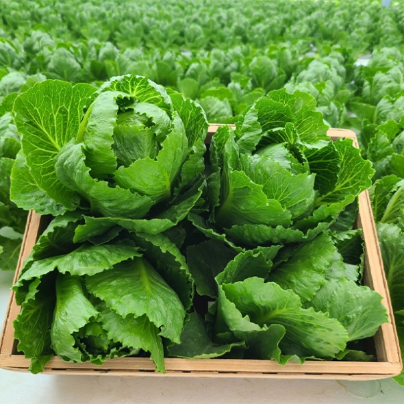 [만원의 행복]  GAP 인증 유러피안샐러드(푸)