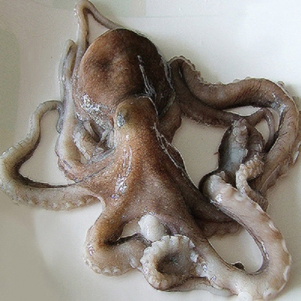 충남태안 기절낙지 8마리(대2마리,특대4마리,왕특대2마리)