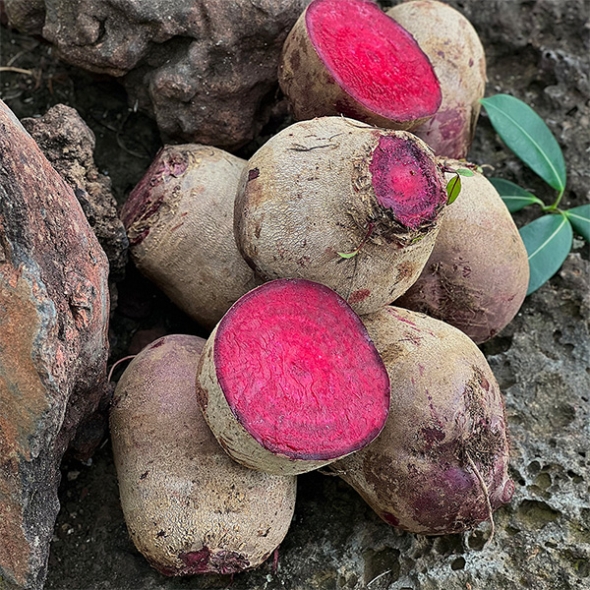 땅속의 붉은 보석  제주 레드 비트