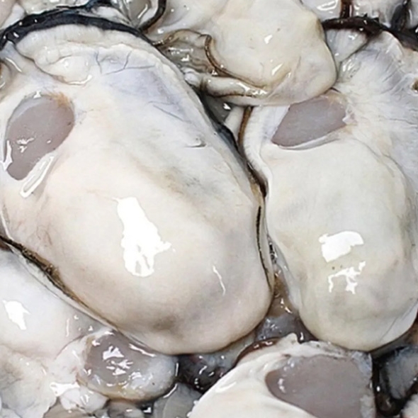 (산지직송)  -   통영 햇 생굴 1kg,2kg,3kg,5kg