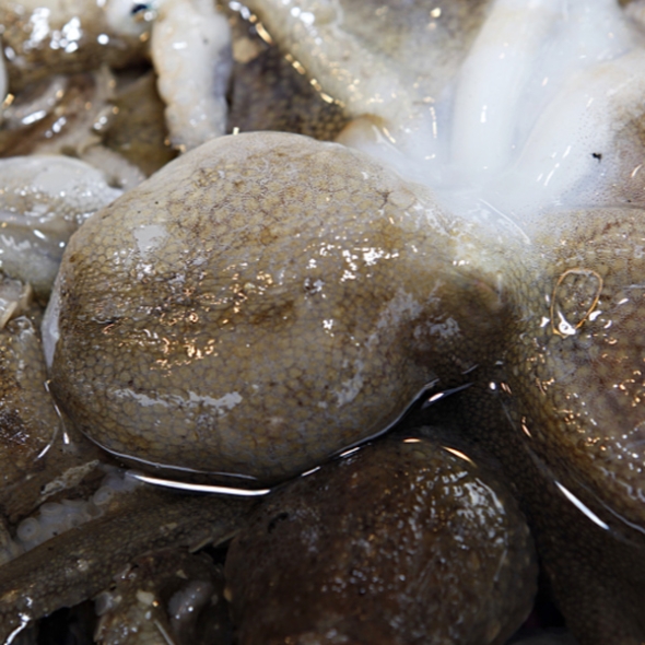 [고흥_산지직송] 생생 쭈꾸미 1kg(10~15마리)