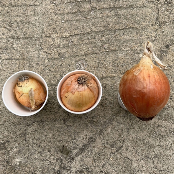 [신한카드 할인]  단단하고 아삭한 국내산 양파