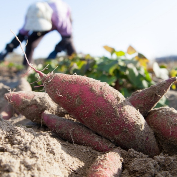 베니하루카 꿀고구마 세척 고구마 3kg 5kg 10kg