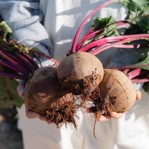 땅속의 붉은 보석  제주 레드 비트