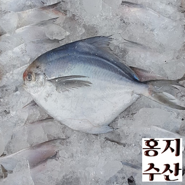 홍지수산 프리미엄 흰살생선 병어1마리  50여가지 합배송