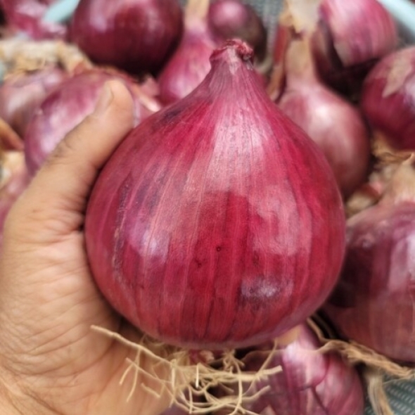 [만원의 행복] 전남 황토골 무안 자색양파 소미니혼합 3kg /5kg/10kg 붉은양파 적양파