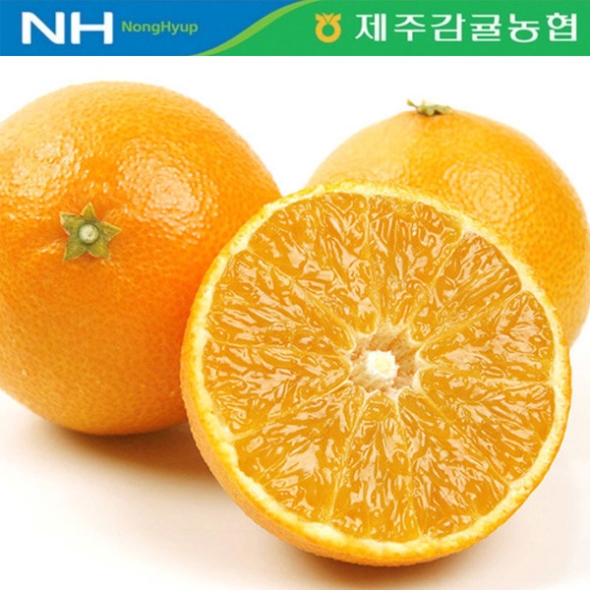 [제주감귤농협별] 황금향 [2.5kg-4.5kg]