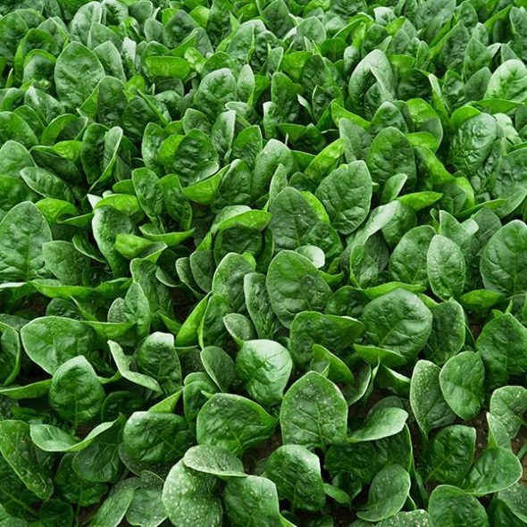 [오커최고] 해풍 시금치 남해안 섬초 500g 1kg 2kg 보물초