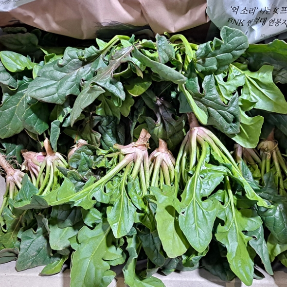 [만원의 행복] 포항 영해초 시금치