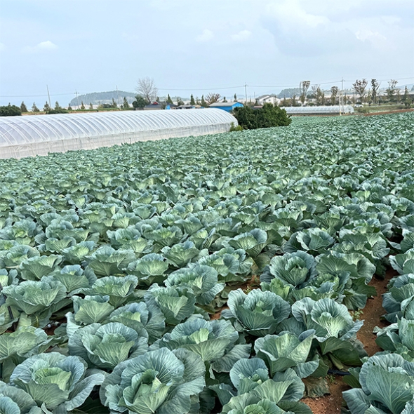 [보름데이] 아삭한 제주 양배추(푸)