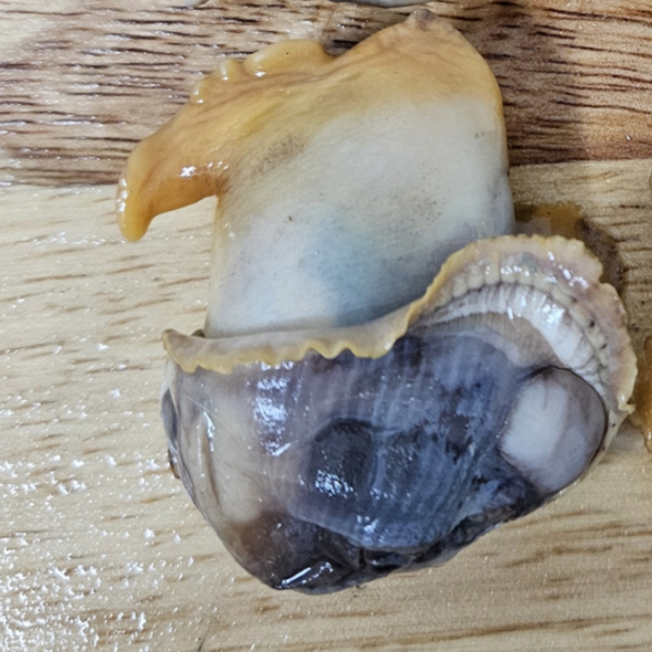 홍지수산 피꼬막1kg