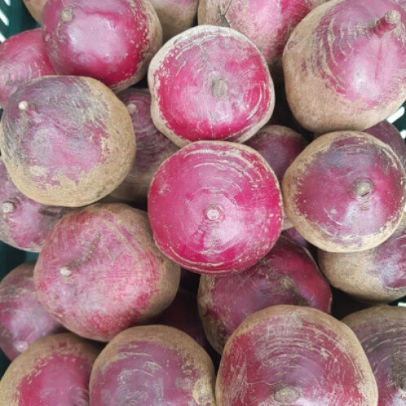 [레드비트] 제철_레드비트 [1kg-4kg/특상]