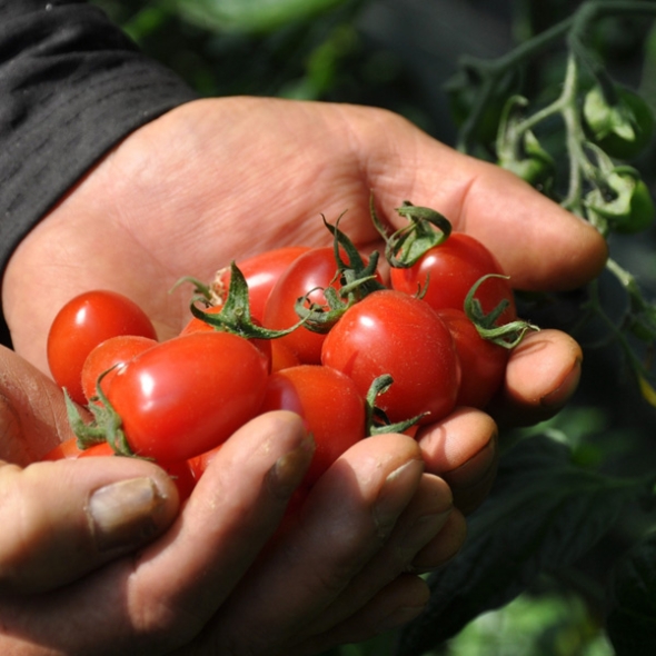 [농협] 대추방울토마토 2kg(1~3번과)중 랜덤발송